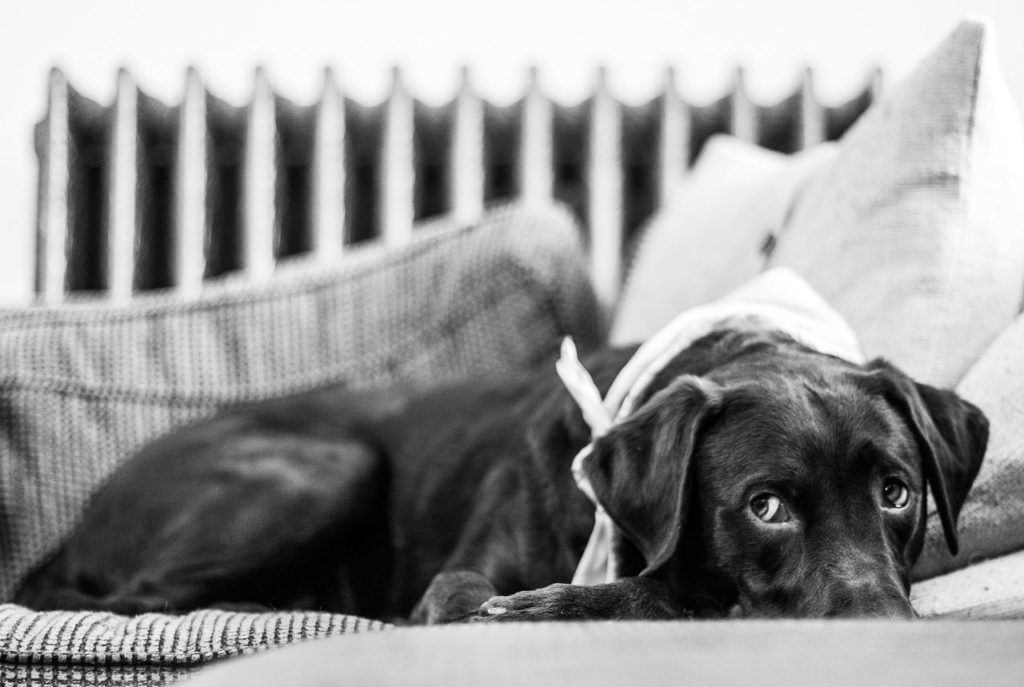 cane-divano-occhi-dolci Un cane che fa gli occhi dolci