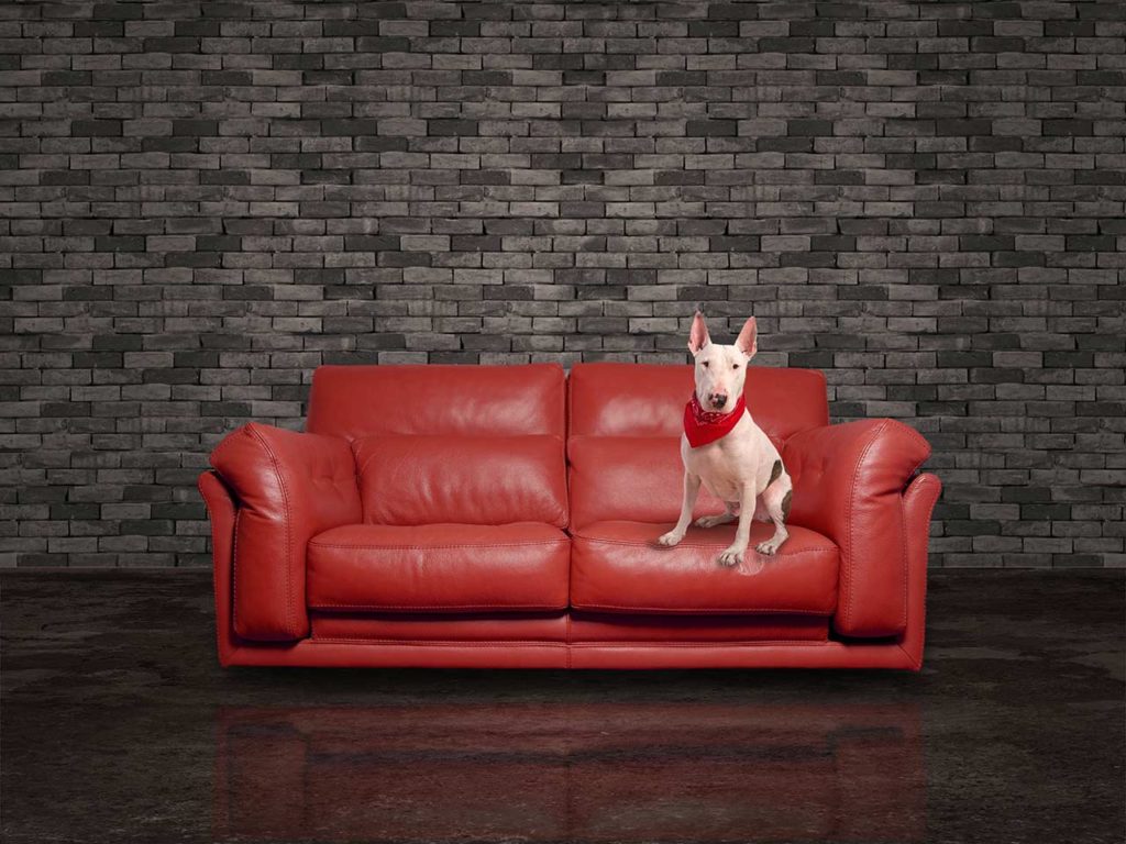 Un cane sopra un divano rosso in pelle